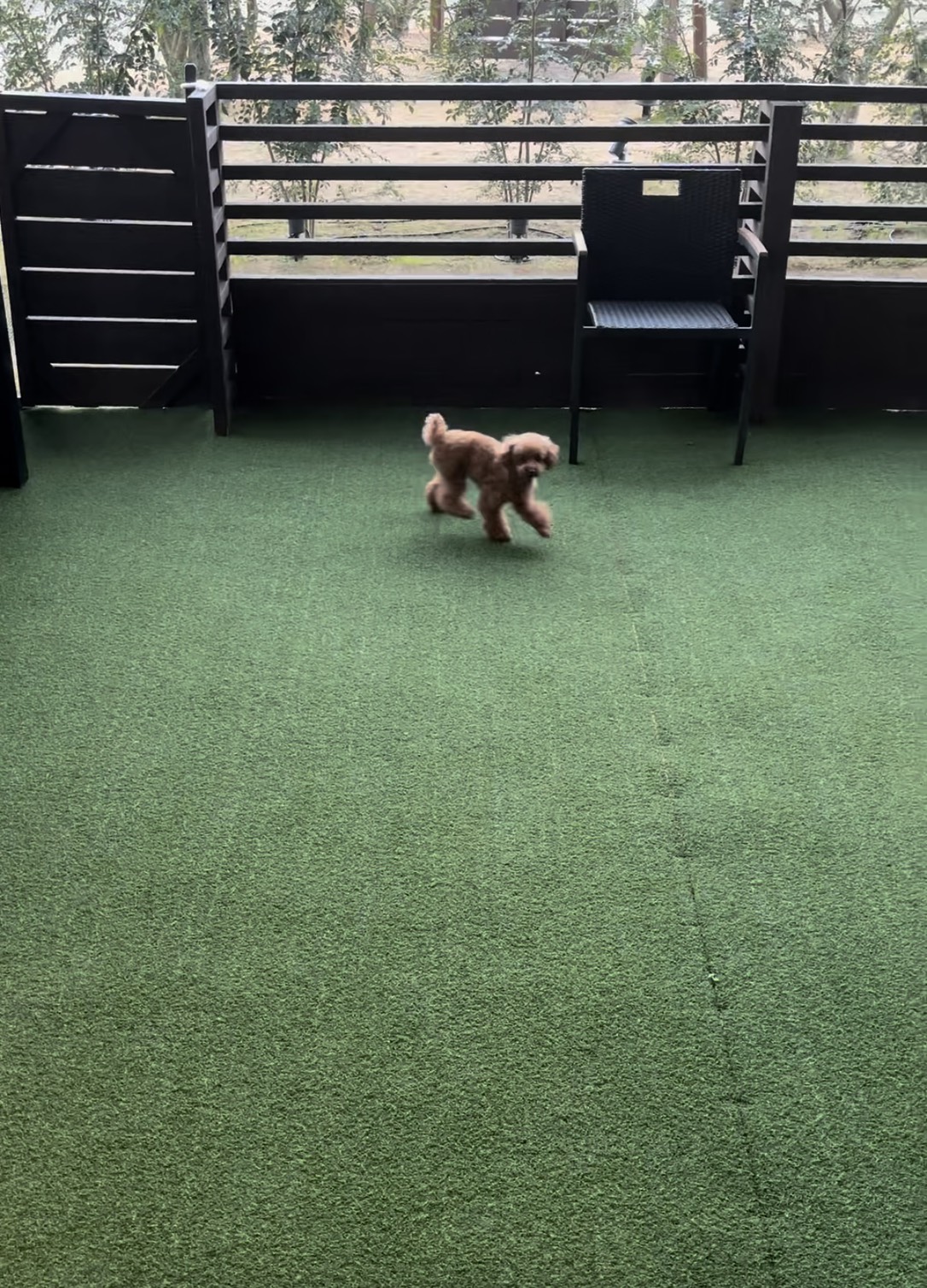 KaZeDoG 専用庭で遊ぶ犬