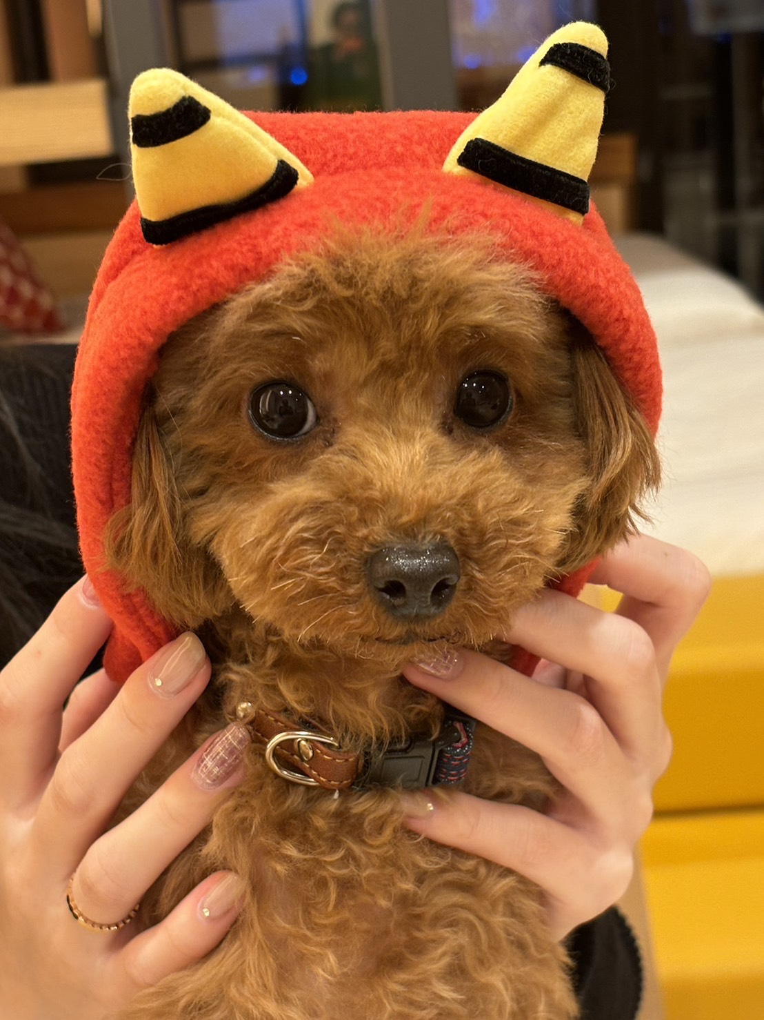 KaZeDoG 犬の被り物サービス