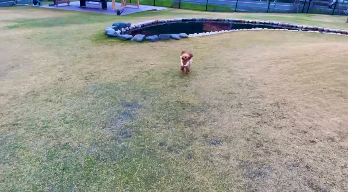 わんこ日和 ドッグラン