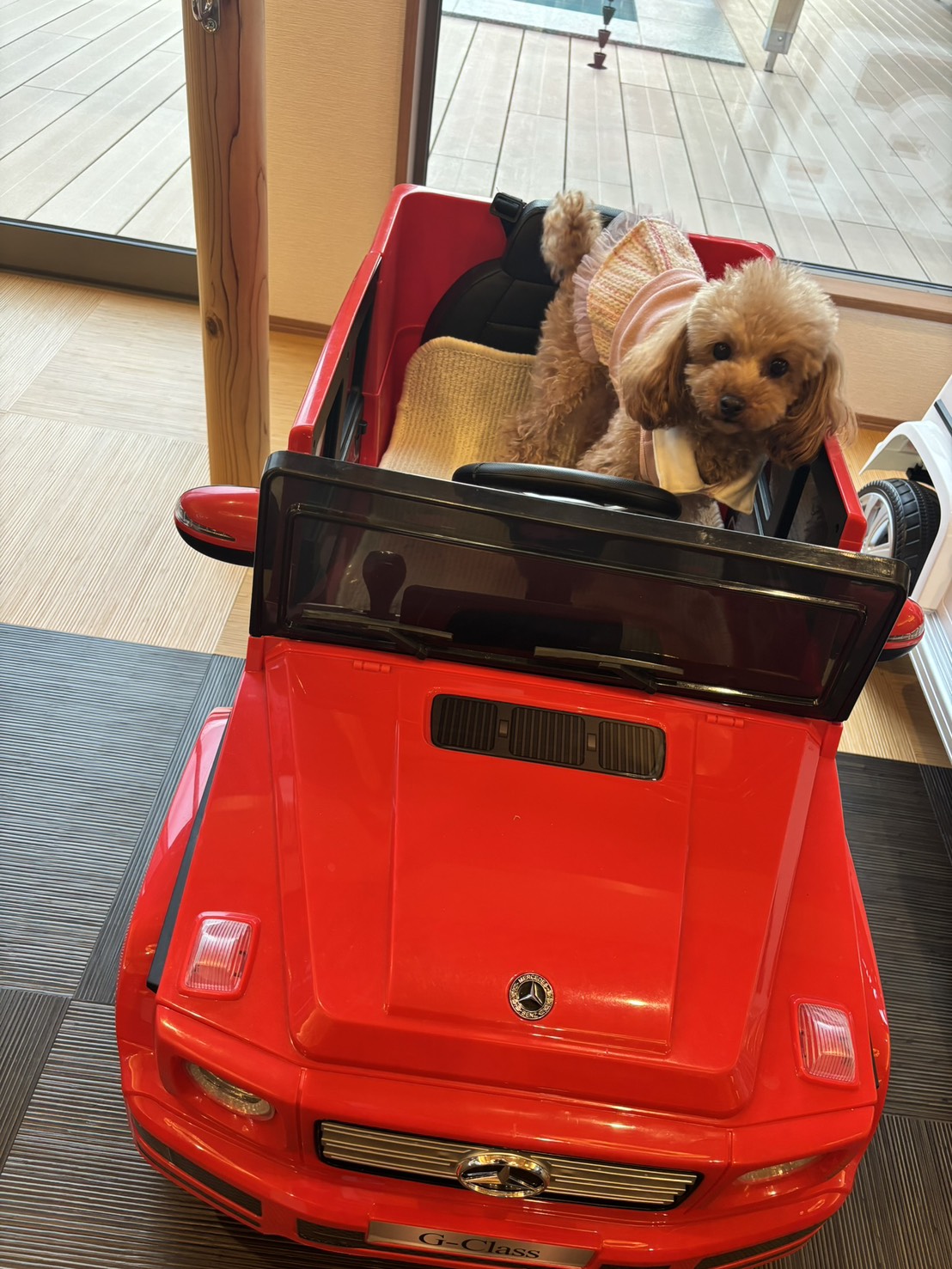 わんこ日和 フォトスポットで撮影